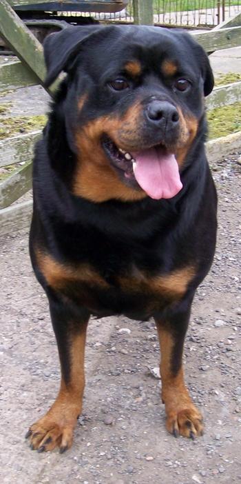 dixie